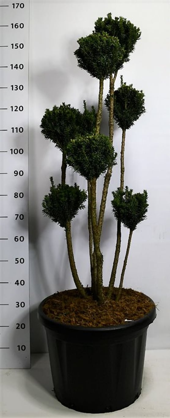 Taxus media 'Hillii' - 100-125 CM PonPon Cont.